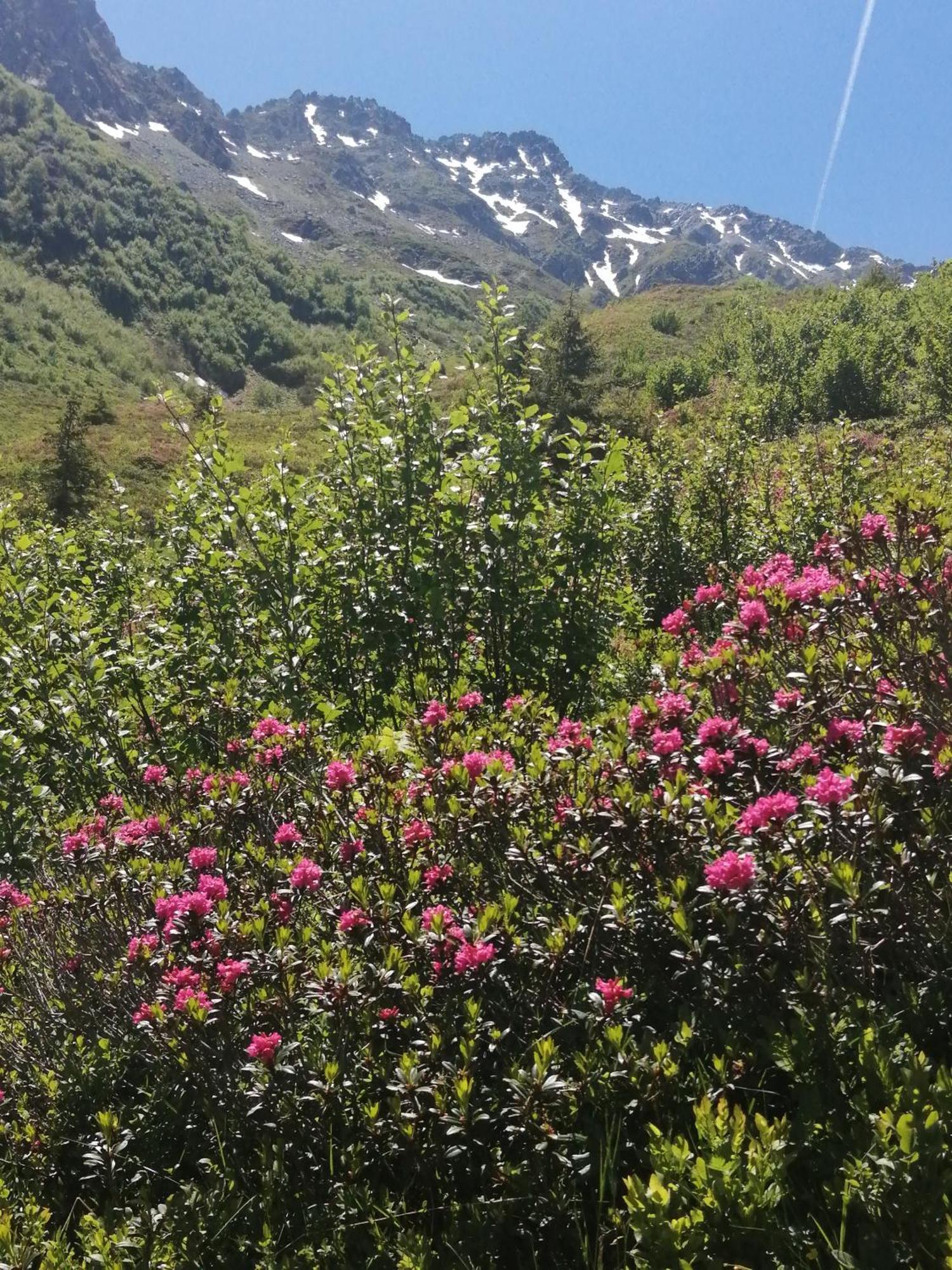 Superbe Studio Aux 7 Laux La Ferrière Exterior foto
